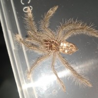 1.5" T. Stirmi [1/2]