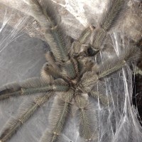 1.0 MM P. cabridgei Freshly Molted