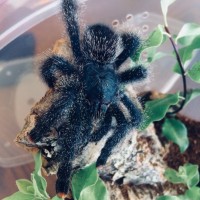 Here is Antheia the A. Avicularia