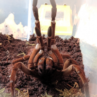 T. Stirmi , defensive