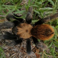 Wild Tarantula On Lawn