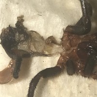 B. cabocla mangled molt [1/3]