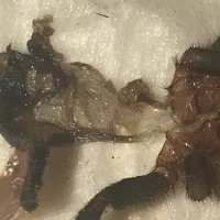 B. cabocla mangled molt [2/3]