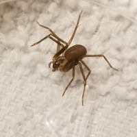 Brown recluse