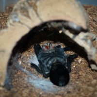 Grammostola pulchra Juvenile Female - 3"