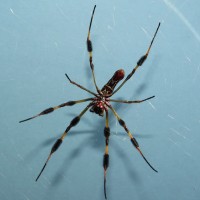 Survivor (Trichonephila clavipes) [2/2]