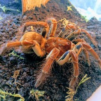 Theraphosa Stirmi