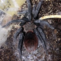 0.1 X. immanis Freshly Molted (Not a male)