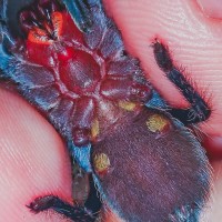 Brachypelma Vagans (4cm)