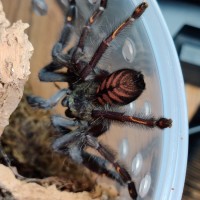 0.1 Psalmopoeus irminia