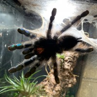 A. avicularia beautiful blue shiny feet