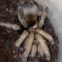 0.1 Crassicrus sp. "Guerrero" Freshly Molted Pic