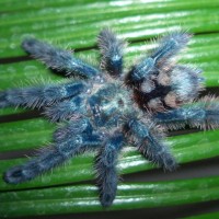 C. versicolor l7 m