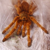 P. murinus usam. l8 m