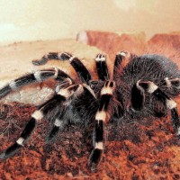 A. geniculata l12 f