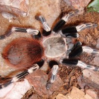 N. chromatus f