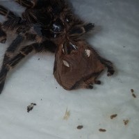 HELP Sexing Chaco goldknee Grammostola Prulchipes