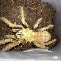 Haplopelma schmidti ke bang subadult female