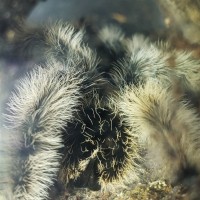 Brachypelma Albopilosum Male