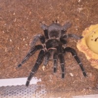 Brachypelma albopilosum