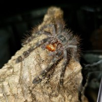 Poecilotheria Rufilata