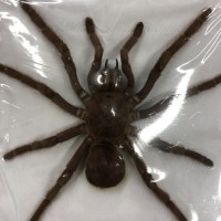 Sold as Citharacanthus spinicrus (ex Eurypelma spinicrus)