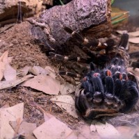 B. auratum molting