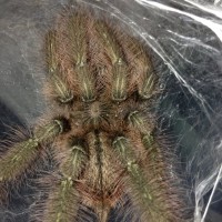 1.0 MM P. rufilata Freshly Molted