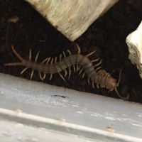 Ethmostigmus rubripes feasting on a grasshopper