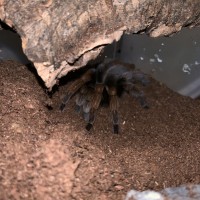 Aphonopelma Chalcodes now? [2/2]