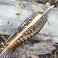 Ethmostigmus rubripes tiger form