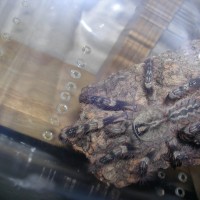 Poecilotheria striata