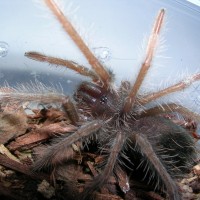 Theraphosa apophysis or T. stirmi?