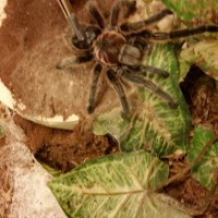 trying to remove shed cephalothorax