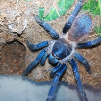 Pterinopelma sazimai 0,1 rarely out of her burrow