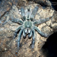 Psalmopoeus cambridgei Sub-Adult Female 5"+