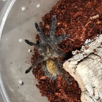 P Murinus DCF Sling