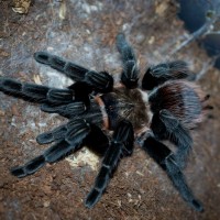 Brachypelma verdezi Adult Female