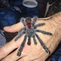 Sold as Avicularia juruensis