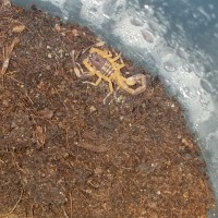 B gigas 3i freshly molted