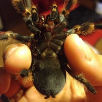 Brachypelma smithi [ventral sexing]