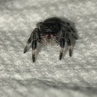 Phidippus Regius