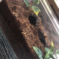 10 balfouri sling enclosure