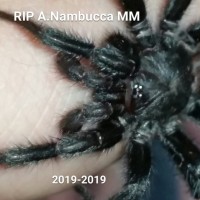 Re-uploaded tribute to my Australothele Nambucca male