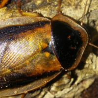 Blaptica dubia