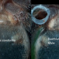 Euathlus condorito Ventral Sexing Comparison - 1.5"