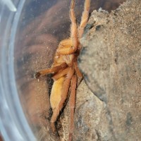 Orphnaecus sp. Panay Orange