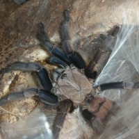 Chilobrachys fimbriatus Adult Female