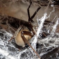 Vaska (Kukulcania hibernalis)