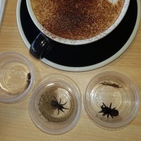 Atrax robustus (×3) and a coffee